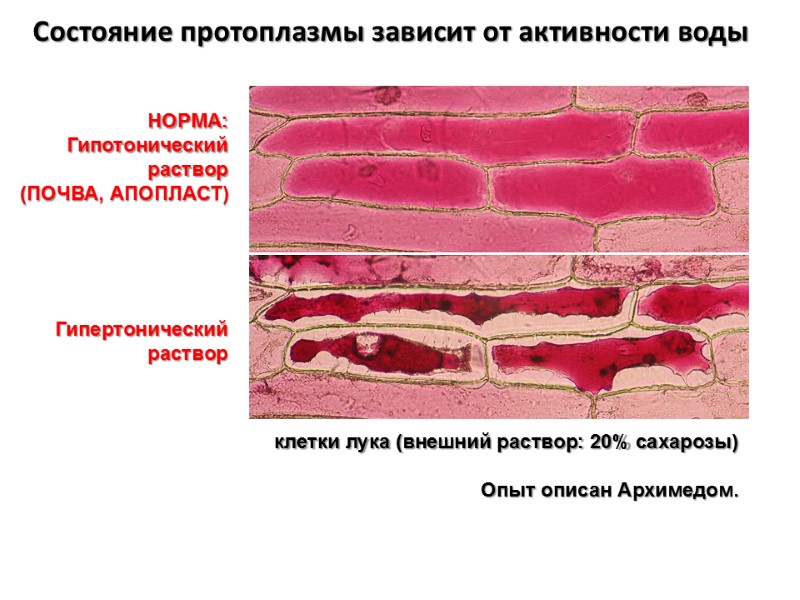 Гипертонический раствор Состояние протоплазмы зависит от активности воды НОРМА: Гипотонический раствор (ПОЧВА, АПОПЛАСТ) клетки